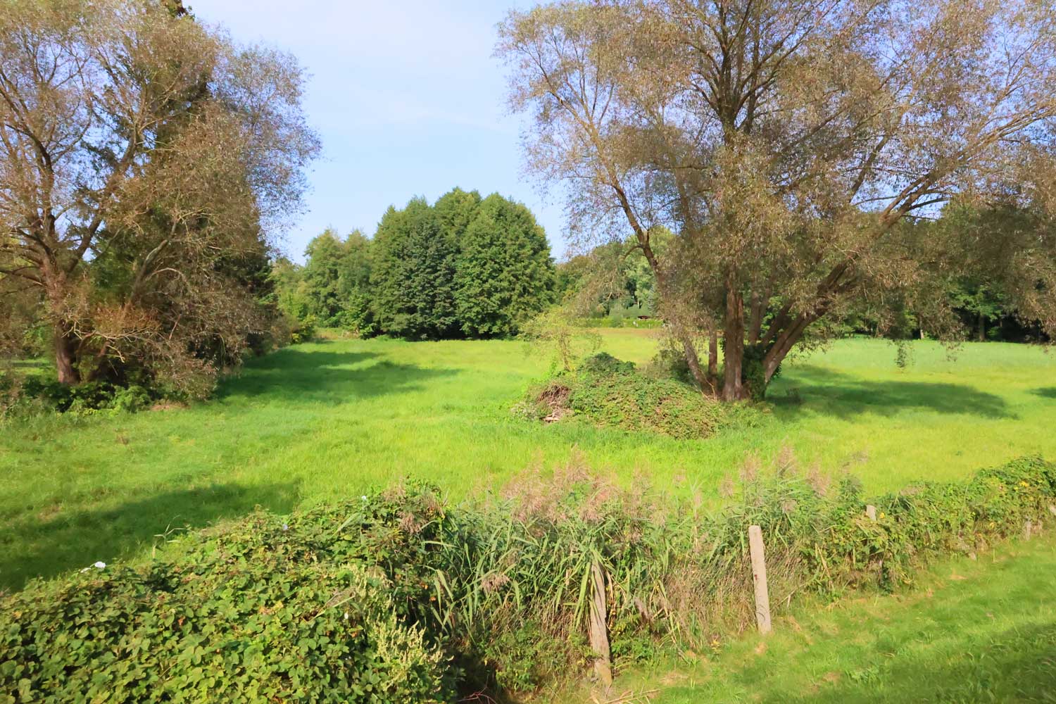 Wiese mit Bäumen