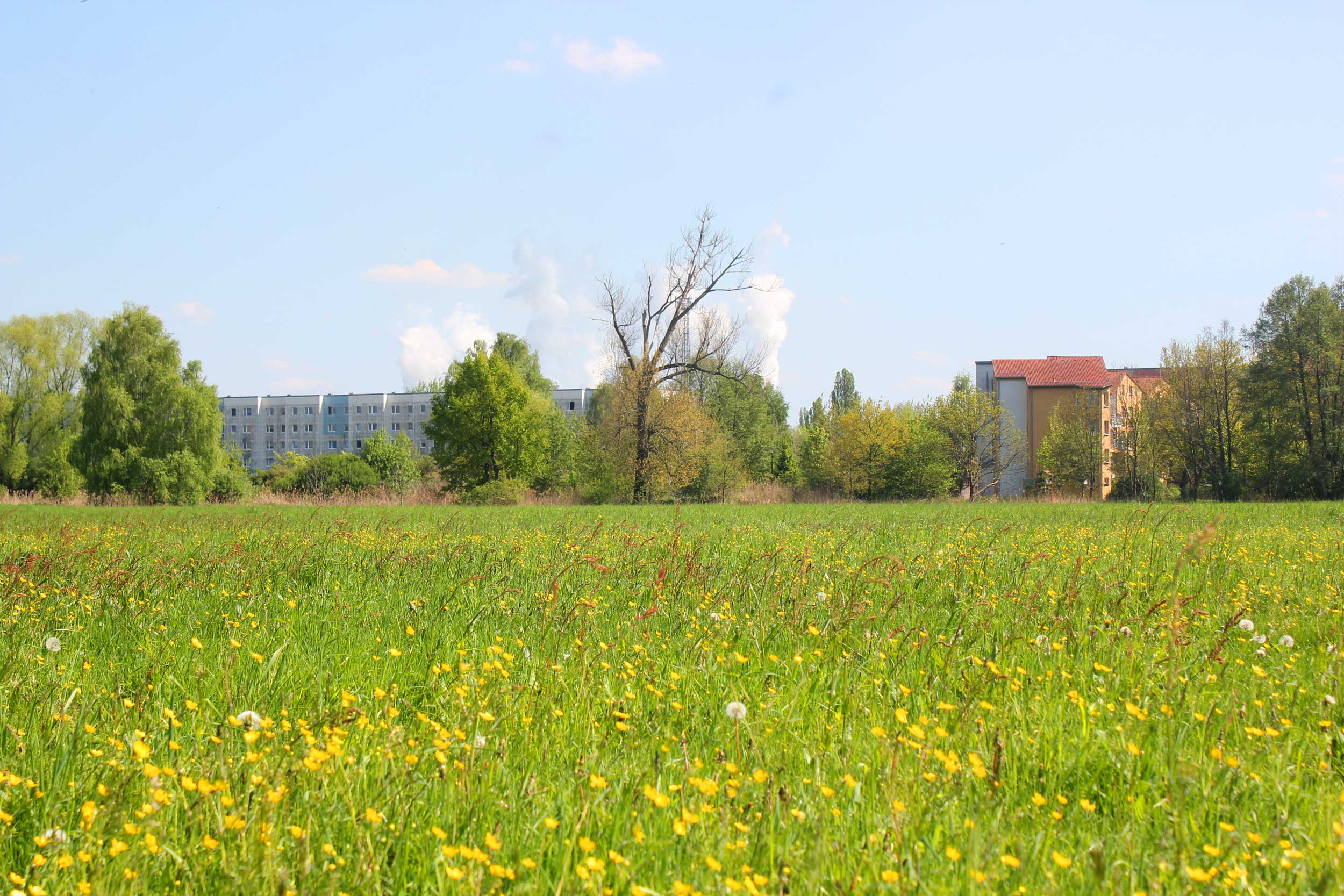 Blick über die Wiese Zum Quartier an der Malxe
